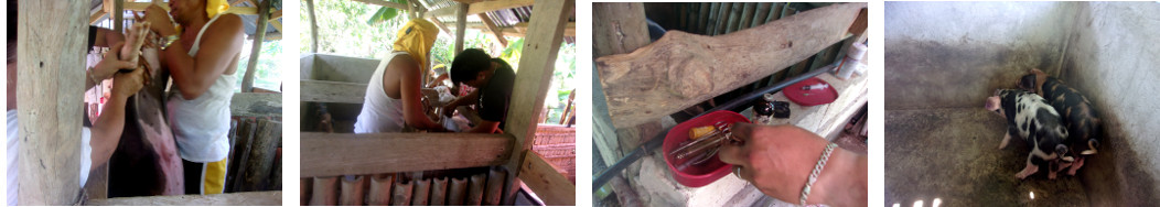 Images of tropical backyard piglets
        being castrated