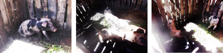 Tropical backyard piglets too muddy to
        cstrate