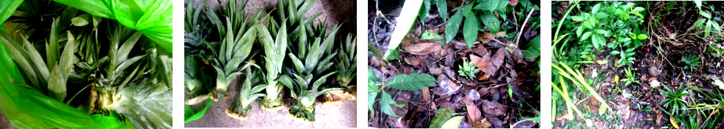 Images of pineapple tops planted in
        tropical backyard