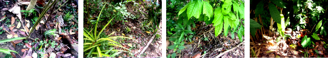 Images of pineapple tops planted in tropical backyard