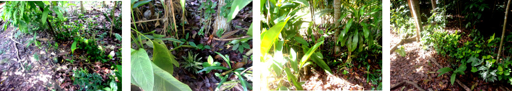 Images of pineapple tops planted along border of
        tropical backyard