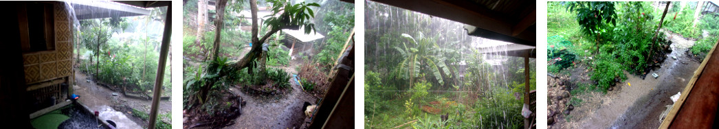 Images of rain in tropical bckyard