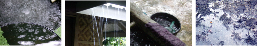 Images of rain in tropical backyard