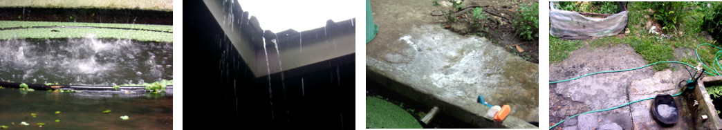 Images of light rain in tropical backyard