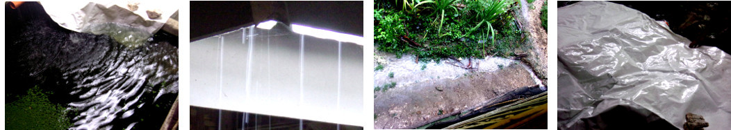 Images of rain in tropical backyard