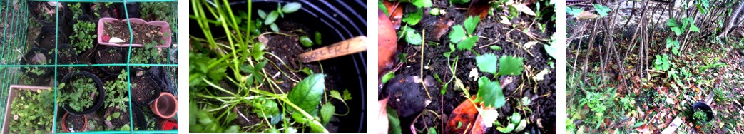 Images of celery seedlings transplanted in tropical
            backyard