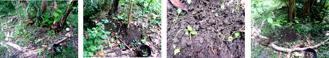 Images of celery seedlings
        transplanted in tropical backyard garden
