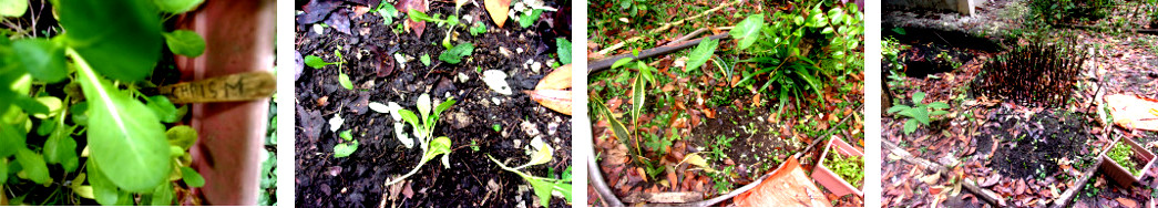 Images of transplanted Chaisme seedlings in tropical
        backyard garden