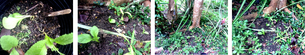 Images of transplanted mustard seedlings in tropical
            backyard garden