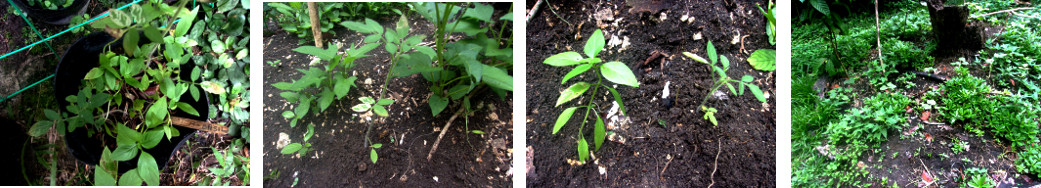 Images of transplanted tomato and Thai Basil
            seedlings in tropical backyard garden