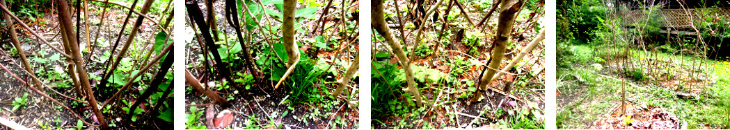 Images of recewntly planted
            Beans and vines growing in tropical backyard