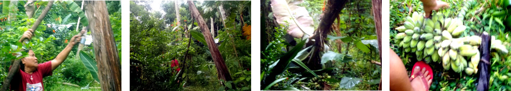 Imagws of Bananas being harvested in
        tropical backyard