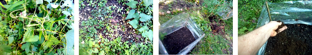 Images of ground prepared and seeds
        broadcasted in protected patch in tropical backyard garden