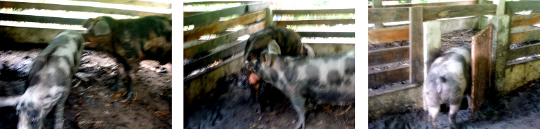 Images of tropical backyard boar and sow getting
        together -and separating