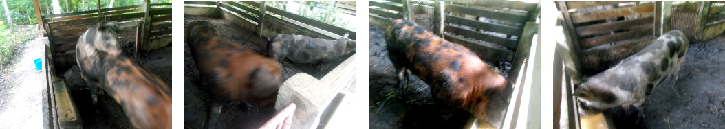 Imags of tropical backyard boar and sow after mating