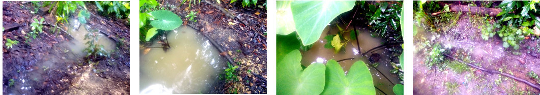 Imges of drainage system full of water in tropical
        backyard after heavy rain
