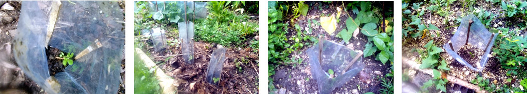 Images of eggplant seedlings treansplanted in tropical
        backyard