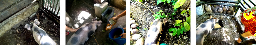 Images of tropical backyard piglet
        being moved to a temprary pen