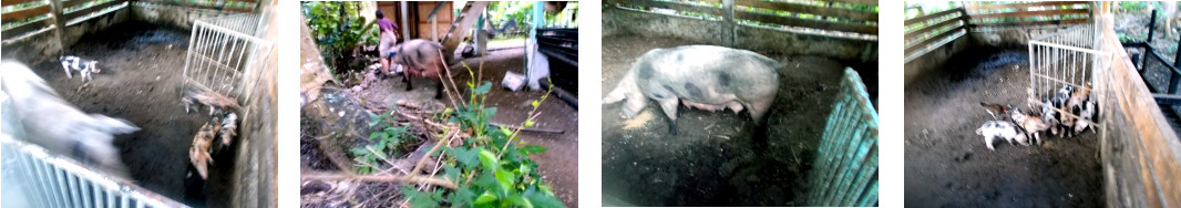 Images of tropical backyard sow being
        separated from her piglets