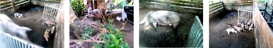 Images of tropical backyard sow
          being separated from her piglets