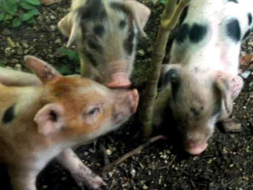 Images of tropical backyard piglets