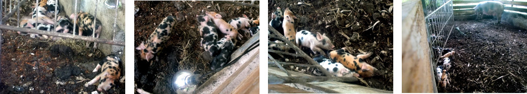 Imagws of sleeping one week old
        tropical backyard piglets