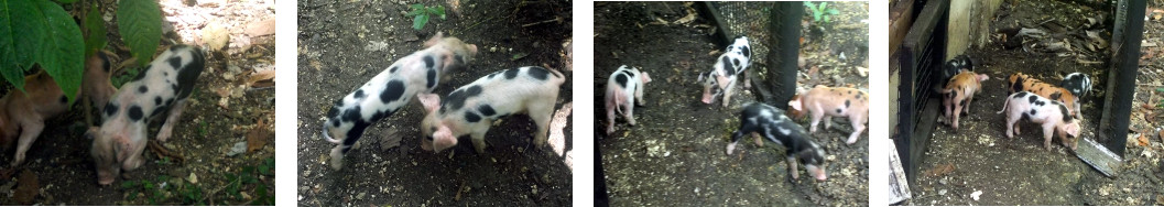 Imagws of active one week old tropical backyard piglets