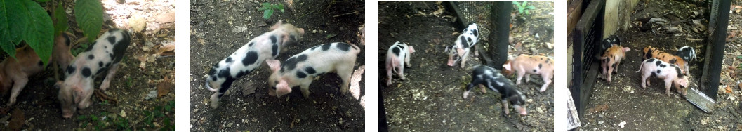 Imagws of active one week old tropical
          backyard piglets