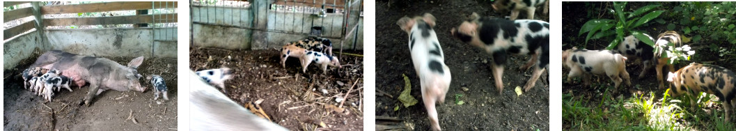 Images of two week old tropical backyard piglets