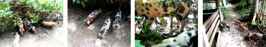 Images of 16 day old piglets
          exploring tropical backyard gsarden