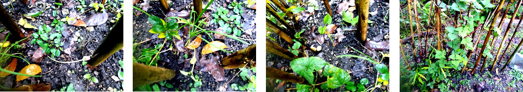 Images of "Bagio" beans
        starting to sprout in tropical backyard