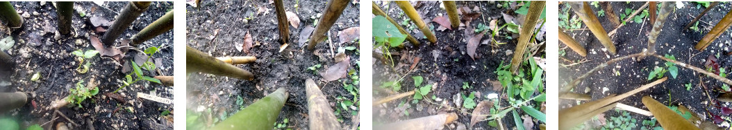 Imagws of recently planted beans
        starting to sprout in tropical backyard garden