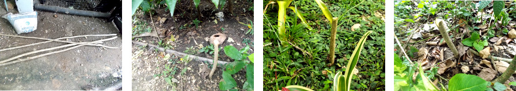 Images of Madre de Cacao Tree cuttings
        planted in tropical backyard