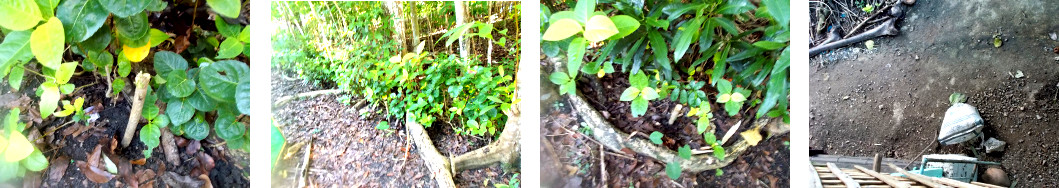 Images of Madre de Cacao tree cuttings
        planted in tropical backyardings planted in