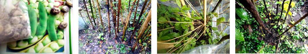 Images of areas in tropical backyard
        recently planted with Butter Beans