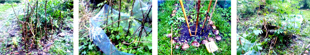 Images of locations where beans and
        edible luffa have been planted in tropical backyard garden