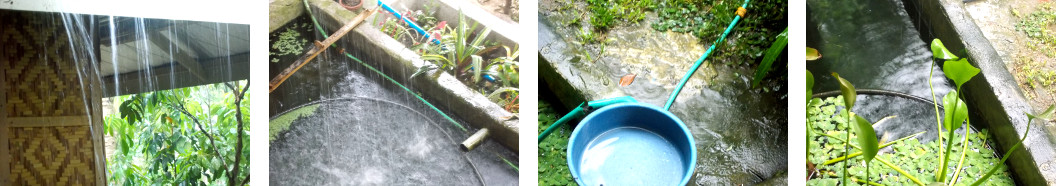 Images of rain shower in tropical
        backyard