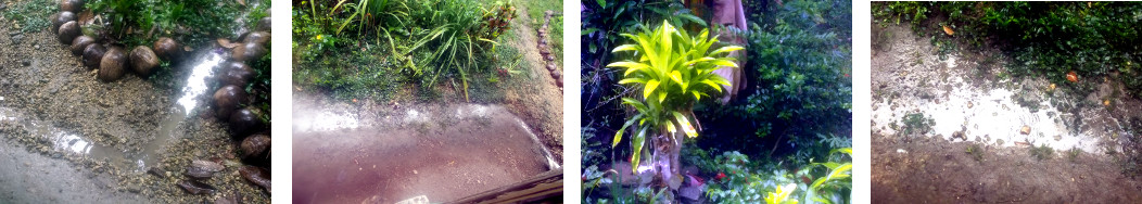 Images of a tropical backyard after
        rain