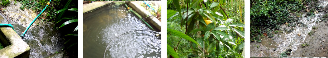 Images of rain in tropical backyard