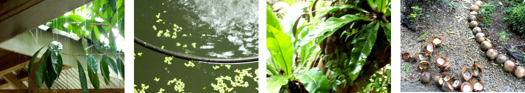 Images of rain in a tropical backyard