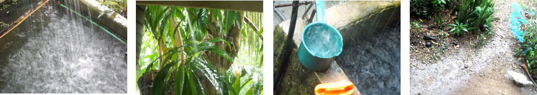 Images of jeavy rain in tropical
        backyard