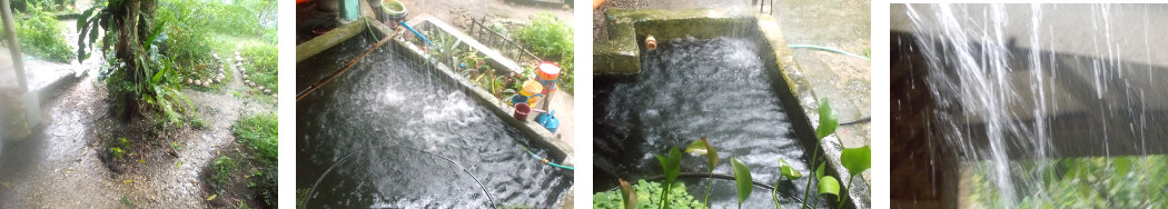 Images of rain in tropical backyard