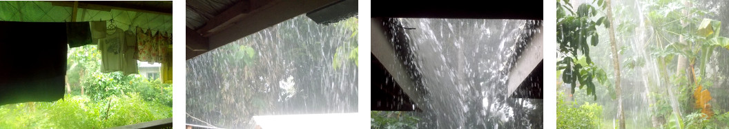 Images of heavy rain in tropical
        backyard