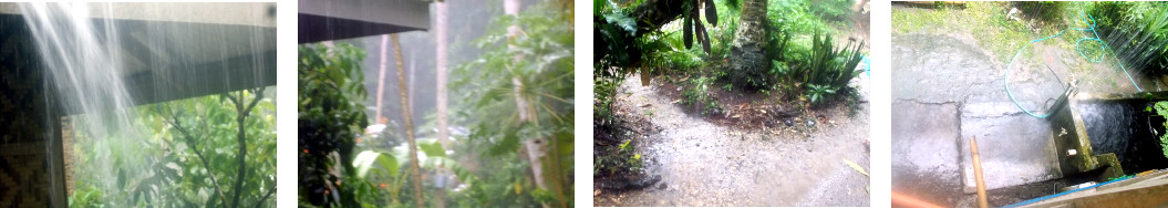 Images of heavy rain in tropical
        backyard