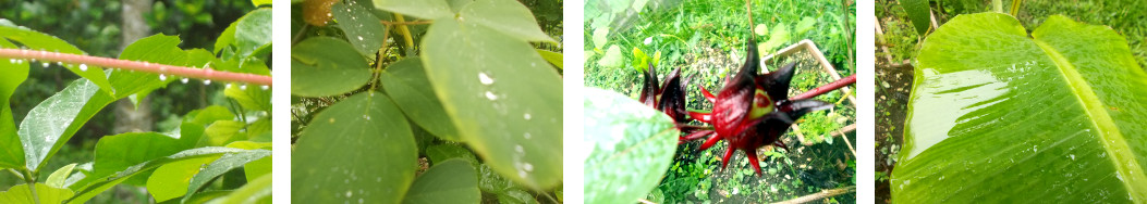 Images of morning rain in tropical
        backyard