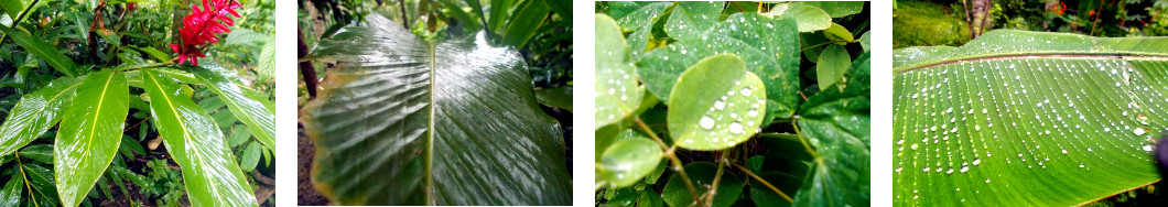 Images of tropical backyard after rain
        in the night