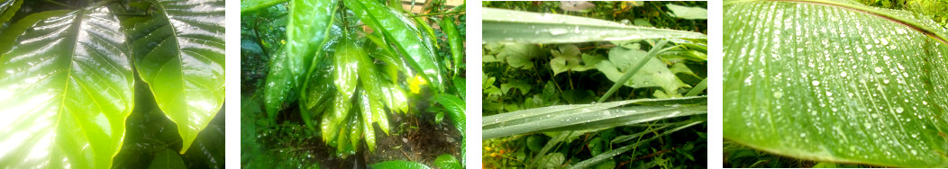 Images of night rain on plants in tropical backyard