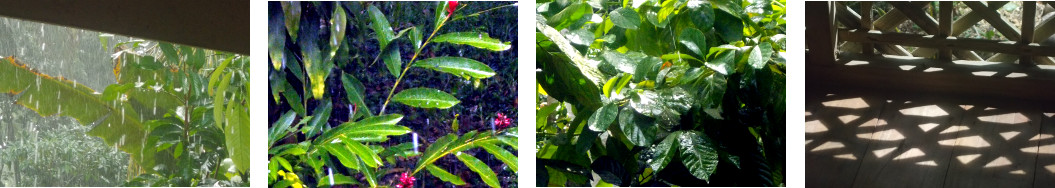 Images of rain and sun in tropical backyard