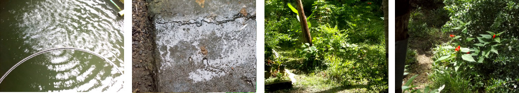 Imagess of rain and sun in tropical
        backyard