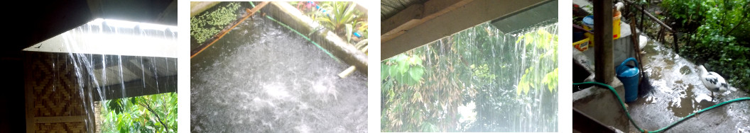 Images of rain and sun in tropical backyard